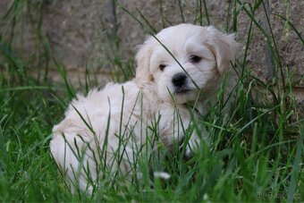 Maltipoo - 3