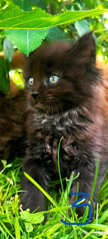 Mainská Myvalí, MCO, Maine Coon koťátka - 3