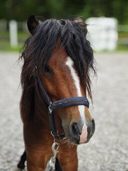 Pony valach - 3