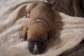 Americký stafordšírský teriér s PP - 3