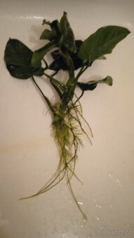 Akvarijní rostliny - 3