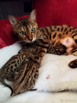 Bengálská kočka - koťátko - 3