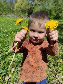 Pampeliškový med (sirup) - 3