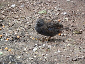 Křepelka čínská prodej - 3