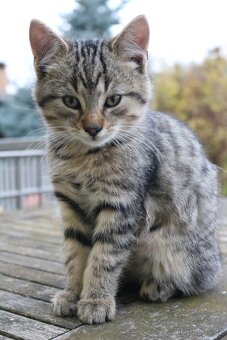 Daruji koťátko - 3