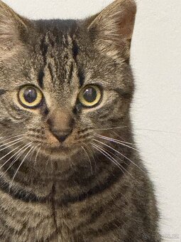 Daruji 2 roky starou kočičku, kastrovaná. + vybavení. - 3