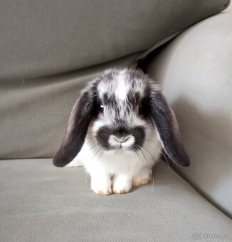 Zakrslý beránek králíček - 3