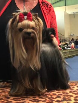 JORKŠÍRSKÝ TERIÉR s PP (FCI) - 3