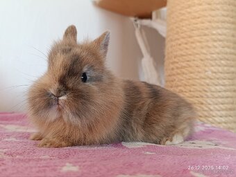 Zakrslý králík - lvíček samička - 3