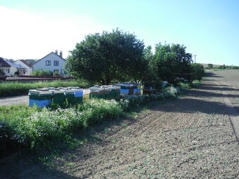 Prodej včelstev i železných stojanů - 3