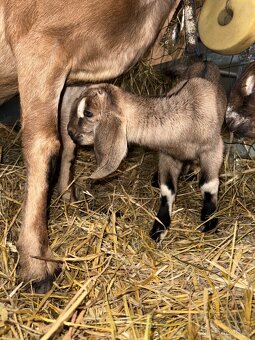 Anglonubijska koza - 3