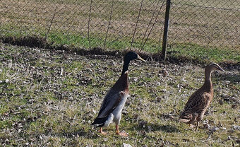 Indický běžec - pár - 3