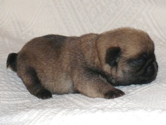 Mops - Štěňátka - 3