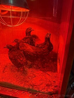 Ayam cemani Kohout - 3