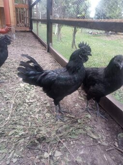 Ayam cemani - 3