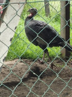 Krůta Bronzová a Krocan bronzový - 3