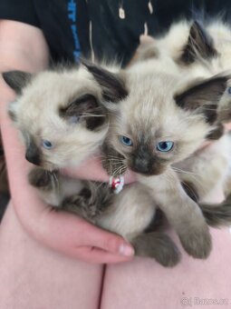 Ragdoll - 3