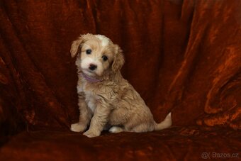 Maltipoo - 3