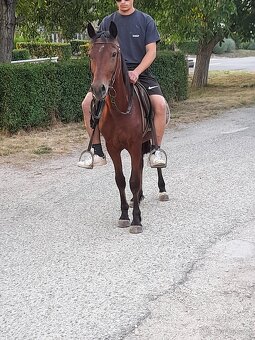 Predam sportovy welsh pony valach - 3