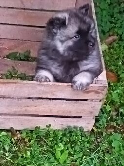 Německý vlčí špic (keeshond) - štěńátka s PP - 3
