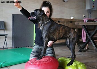 Hotel pro psy - nejlepší v ČR a za úžasné ceny - 3