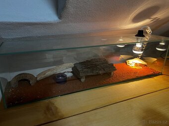 Gekončík noční - 3