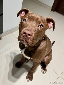 americký stafordšírský teriér - 3