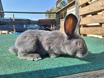 Moravský Modrý - 3