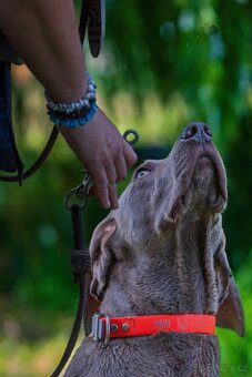 Štěňata výmarského ohaře - 3