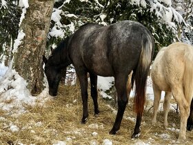 Appaloosa Klisnička 2022 - 3