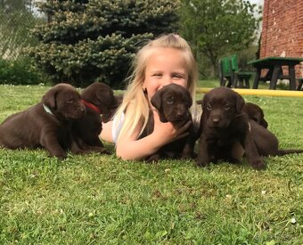 Štěňátka labradorského retrívra - 3