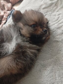 Pomeranian - 3
