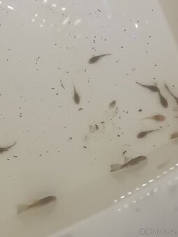 Ancitrus long fin(závojnatý) a krátkoocasé - 3