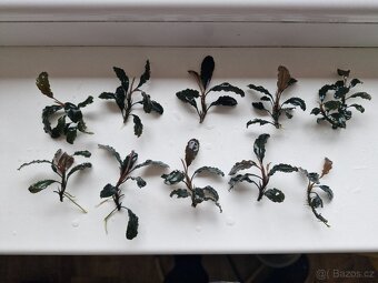 Bucephalandra Dark blue - 3