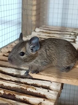 Osmák Degu - 3