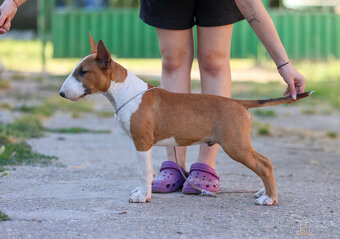 Bullterrier, Bullterier, Bulterier - 3