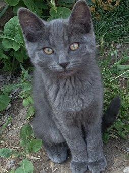 Ruská modrá koťátka bez PP - 3