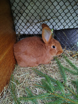 Králík - samec - 3