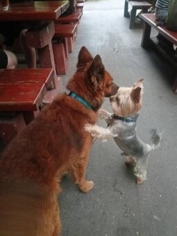 Yorkširský teriér s pp na krytí - 3