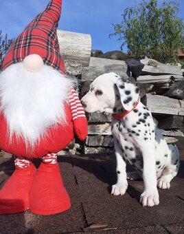 Dalmatin již k odběru - 3