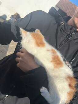 Darujeme krasne zbarvena kotatka. - 3