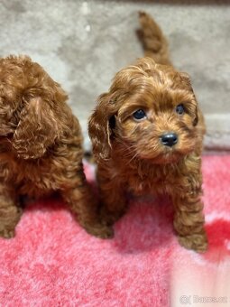 Cavapoo - 3