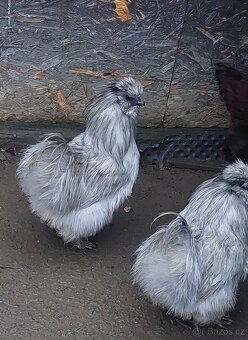 Hedvábnička kohoutek - 3