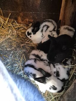 Králík do chovu /na maso - 3