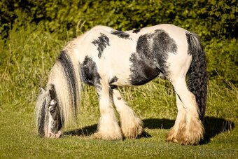Irský cob připouštění - 3
