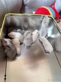 Syrský křeček - 3