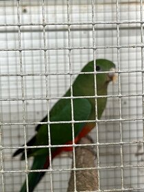 Papousek královský samice loňska - 3