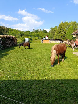 pony - 3