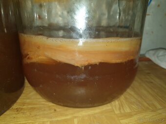 Kombucha scoby - 3