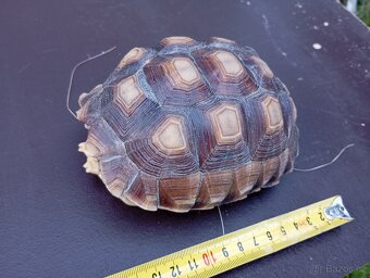Želva ostruhata - 3